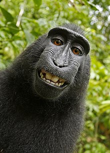 A close-up of a crested black macaque against a backdrop of green foliage. The monkey appears to be smiling, showing its teeth, and looks directly at the camera with bright eyes.